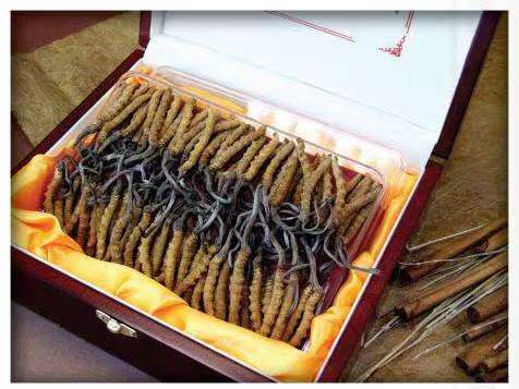 石阡冬虫夏草回收